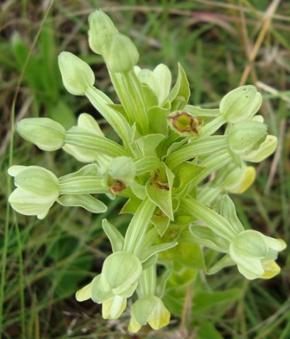 Habenaria epipactidea flower spike from above